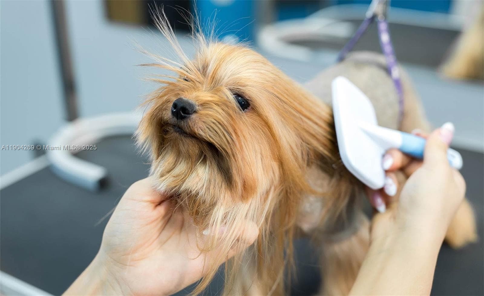Pet Grooming