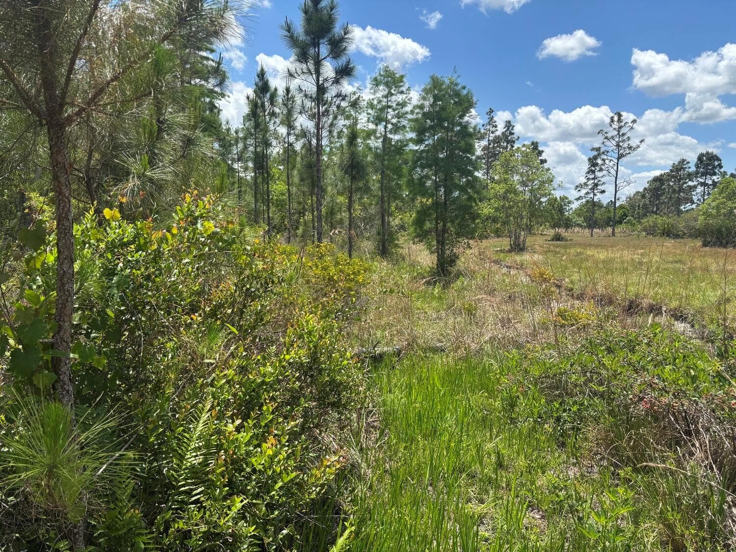 0 Holopaw Groves Road
