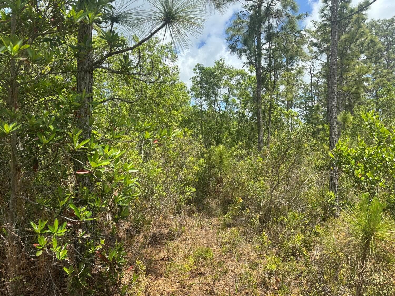 0 Holopaw Groves Road