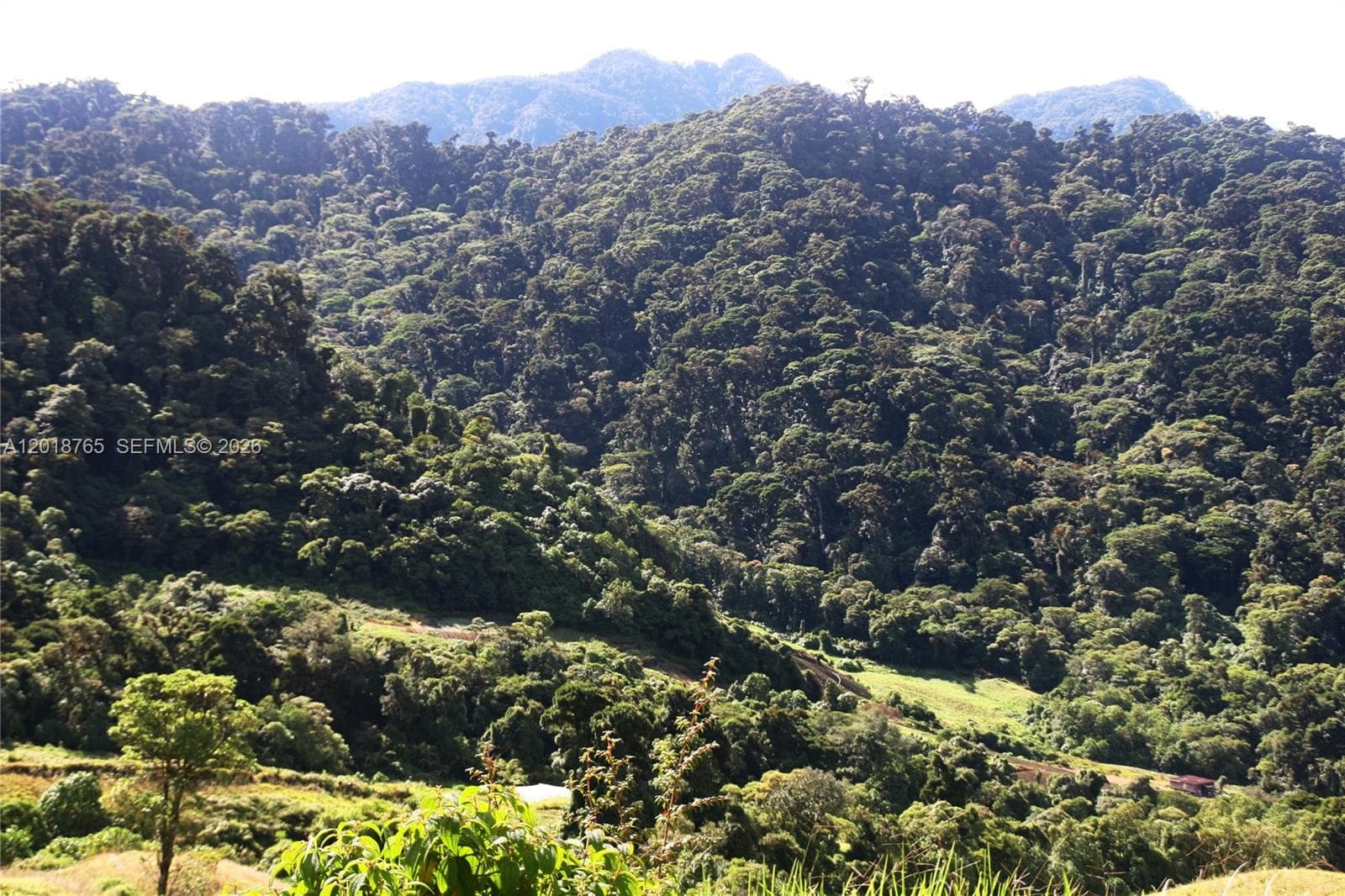 CERRO PUNTA, Panama