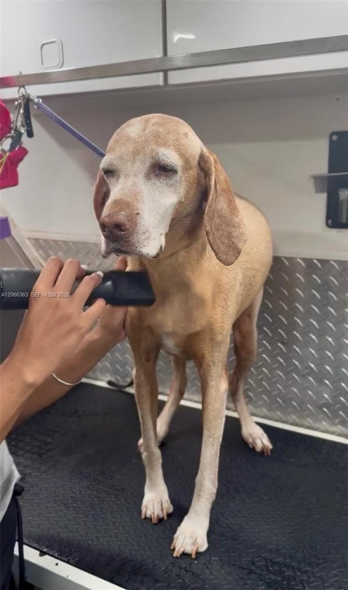 Mobile Pet Grooming